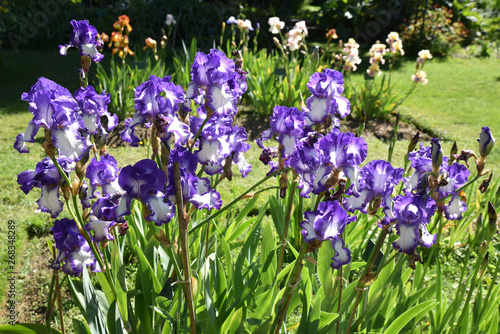 Iris bleu et blanc au jardin