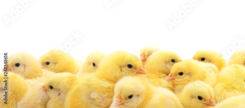 Vászonkép Group of little chicks.