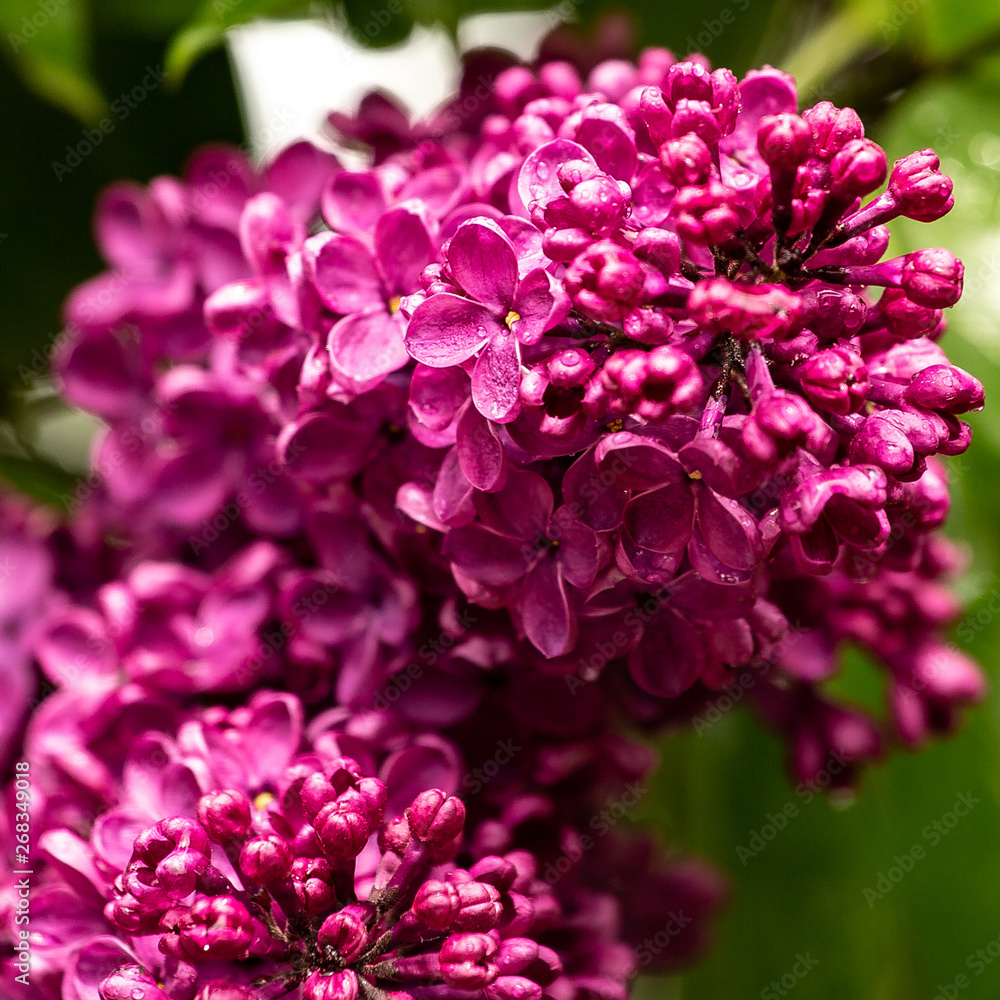 bloomin lilac flower macro bloomin lilac flower macro