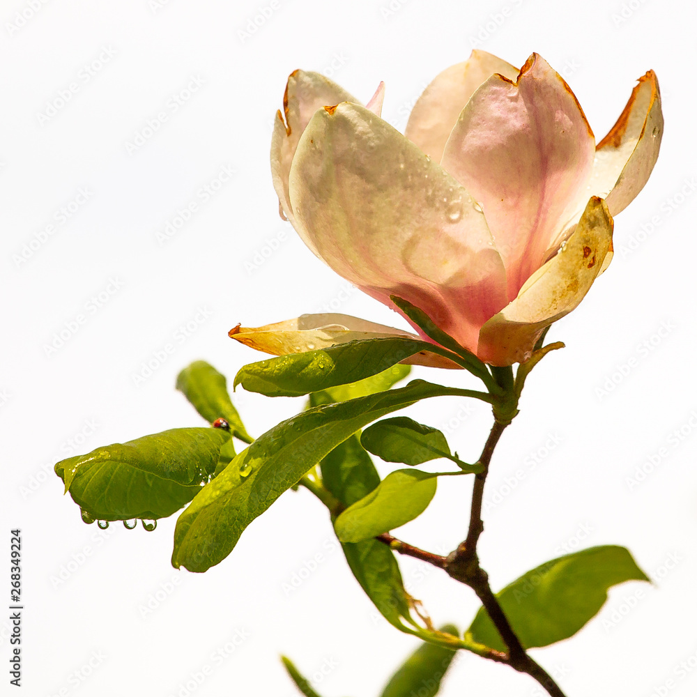 Fototapeta premium magnolia flower