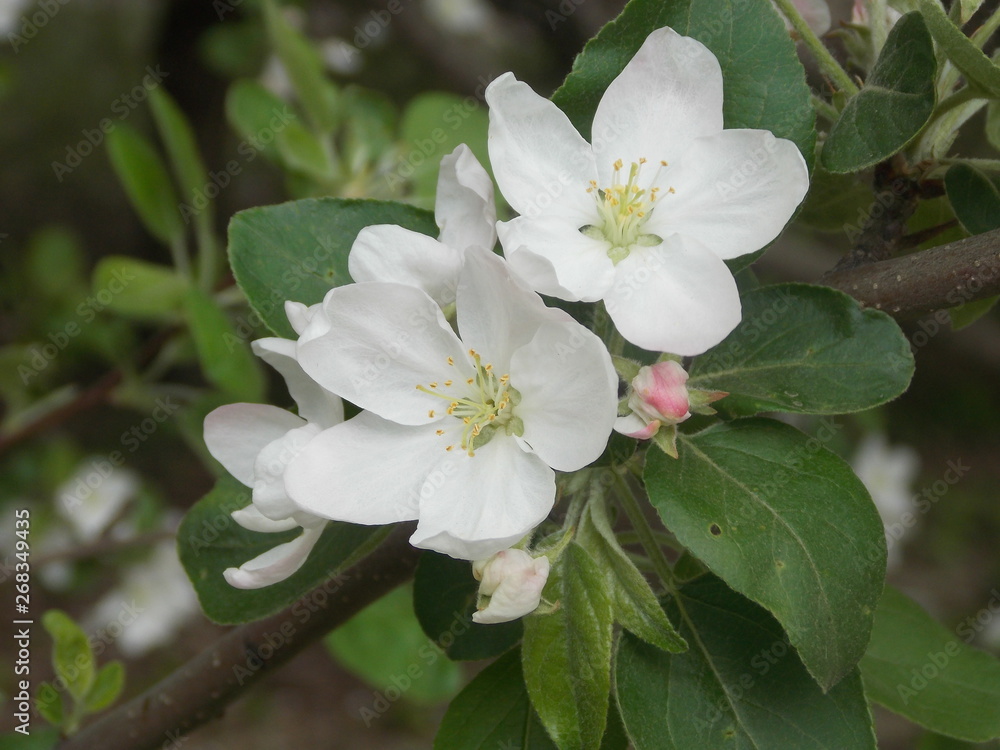 Apple tree white blossom Apple tree white blossom