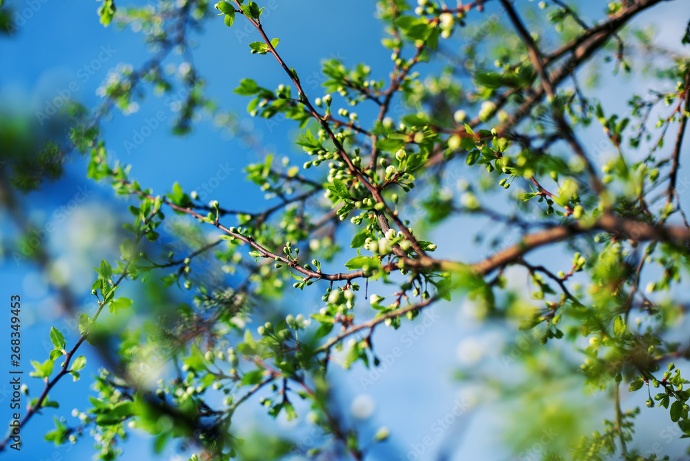 It's spring. Blossoming beautiful cherry flowers and leaves on a Sunny day outside. It's spring. Blossoming beautiful cherry flowers and leaves on a Sunny day outside.