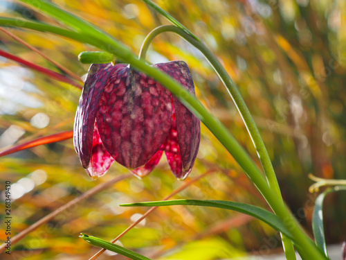 Snakeshead Fritillary (Fritillaria meleagris) photo