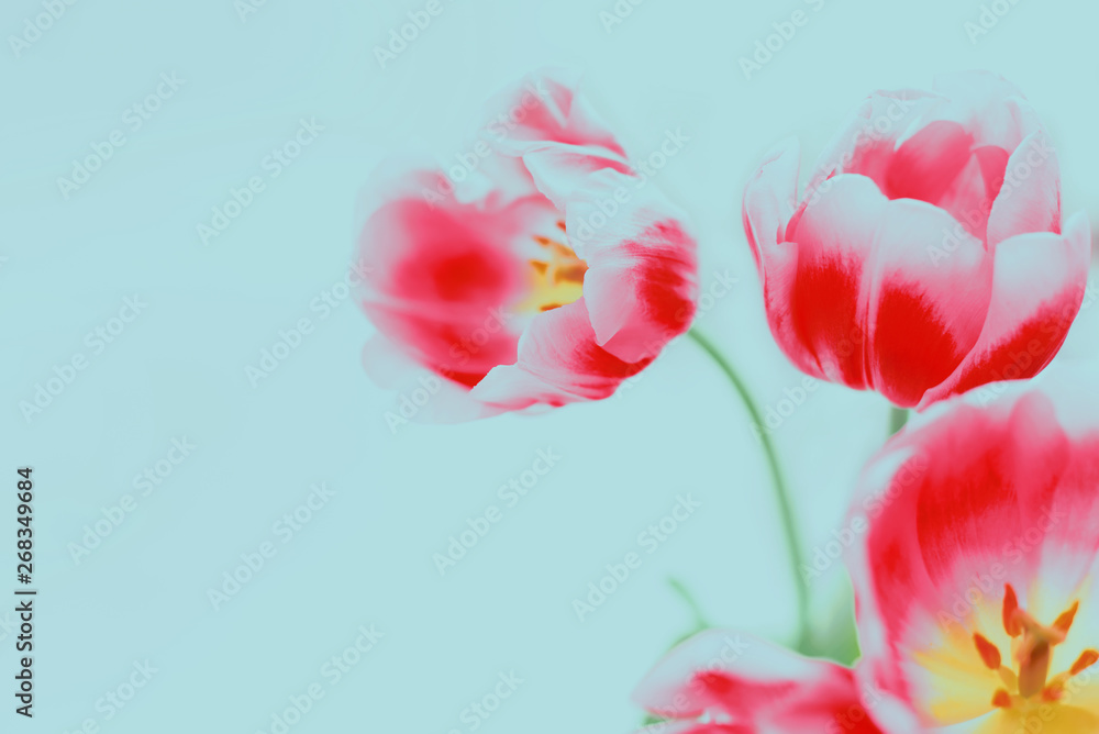 Obraz premium Bouquet of red tulips on blue background. Flowers.