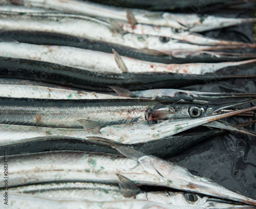 Background of fresh garfishes. photo