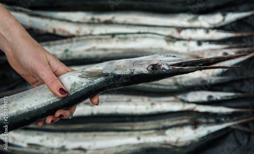 Garfish in the hands of woman.