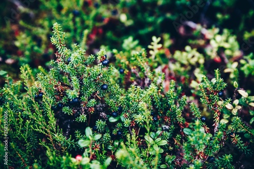 Black Crowberry close-up in summer forest, Finland Lapland photo