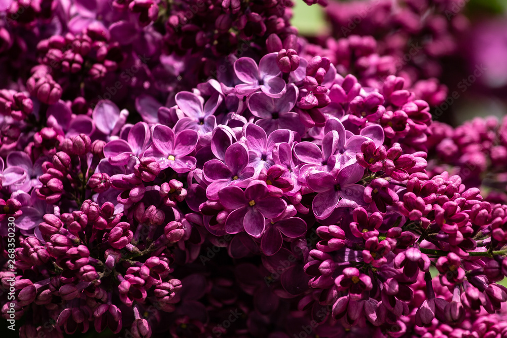 Fototapeta premium lilac flower drops dew water macro