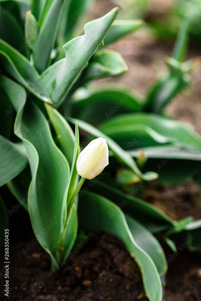 Young white tulip flower growing in spring garden.