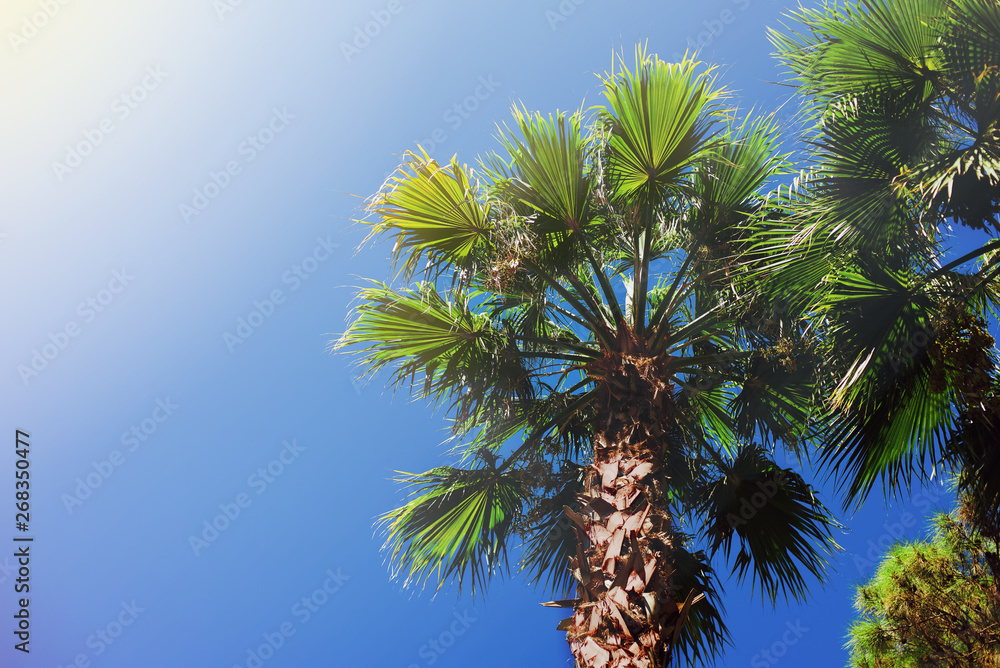 Obraz premium Palm against the blue sky. Tropical tree