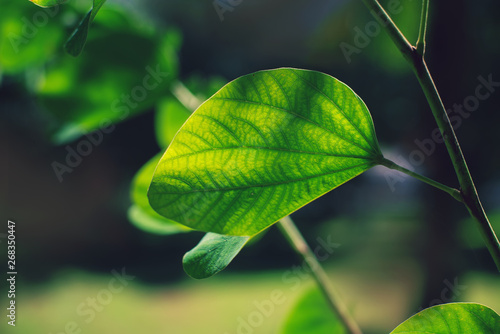 Bauhinia. Green leaf under the sun in the Park. Summer