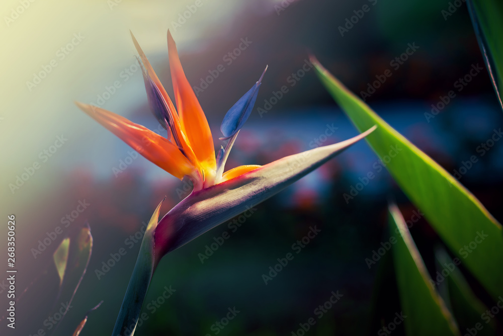 Paradise bird flower or strelizia on a Sunny summer day in the garden. Paradise bird flower or strelizia on a Sunny summer day in the garden.