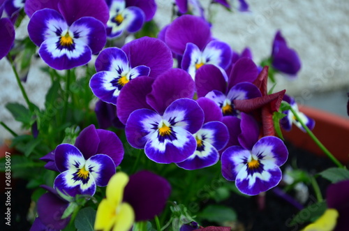 Fototapeta Naklejka Na Ścianę i Meble -  lovely colored pansy flowers in a pot