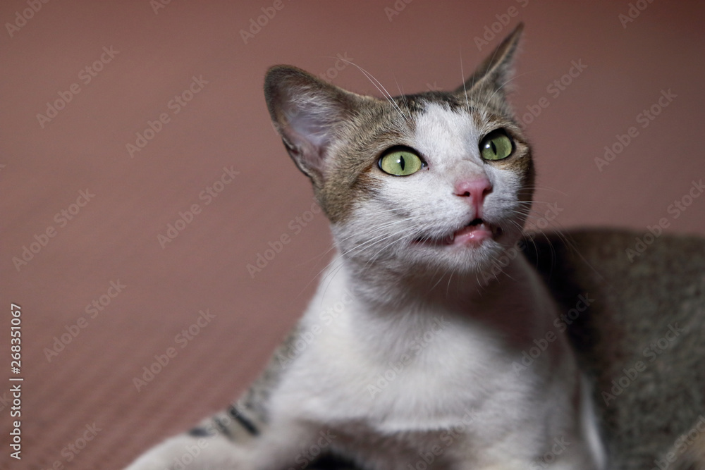 Portrait of a beautiful Indian Breed cat Portrait of a beautiful Indian Breed cat