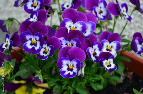 lovely colored pansy flowers in a pot