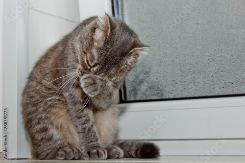 Fold Scottish cat sitting on the windowsill on the background of rainy weather. gray striped pet closeup © Yuliia