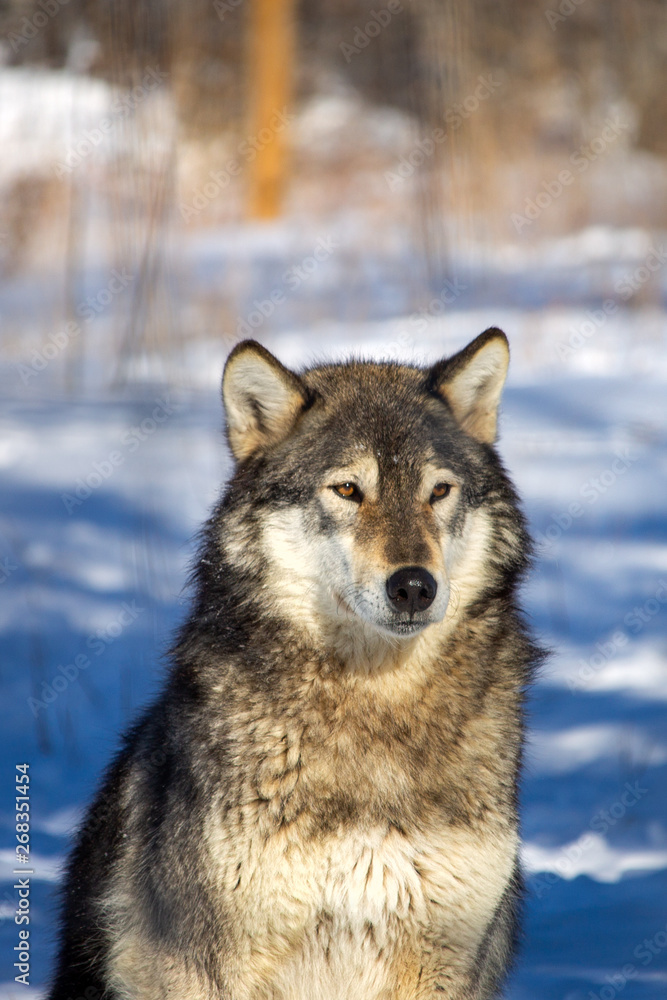 wolf in the snow wolf in the snow