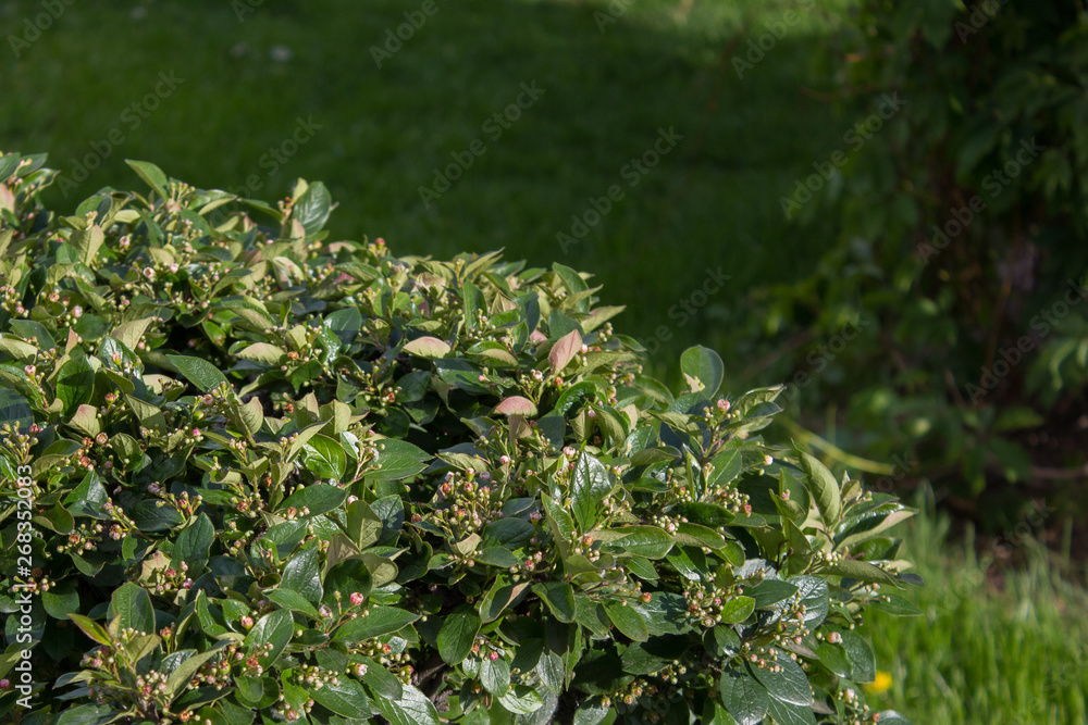 Obraz premium Green bush on the background of the lawn