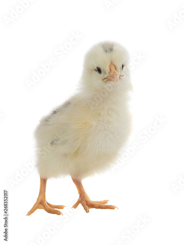 chicken isolated on white