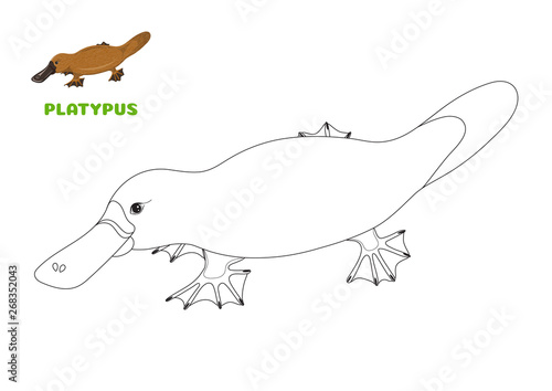 Coloring book page for preschool children with colorful australian Platypus and outlines to color. Vector illustration for kids education and child development. Rare australian animal. 