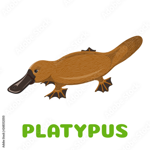 Platypus flashcard. Rare australian animal. Vector illustration for kids education and child reading skills development. Sight Words Flash Cards For children to learn read and spell.
