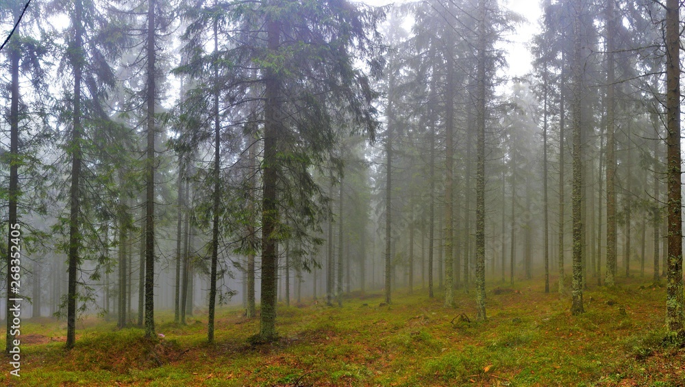 fog in the fir forest fog in the fir forest
