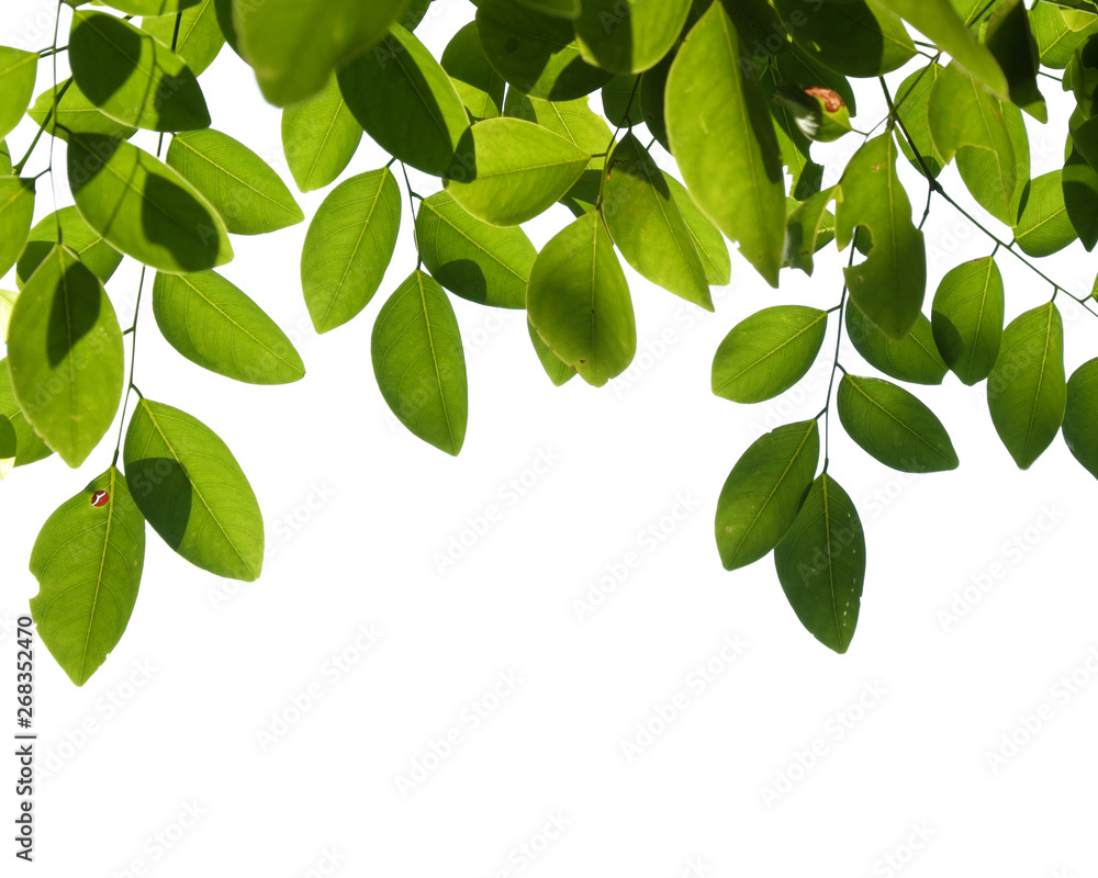 green tree branch isolated on white green tree branch isolated on white