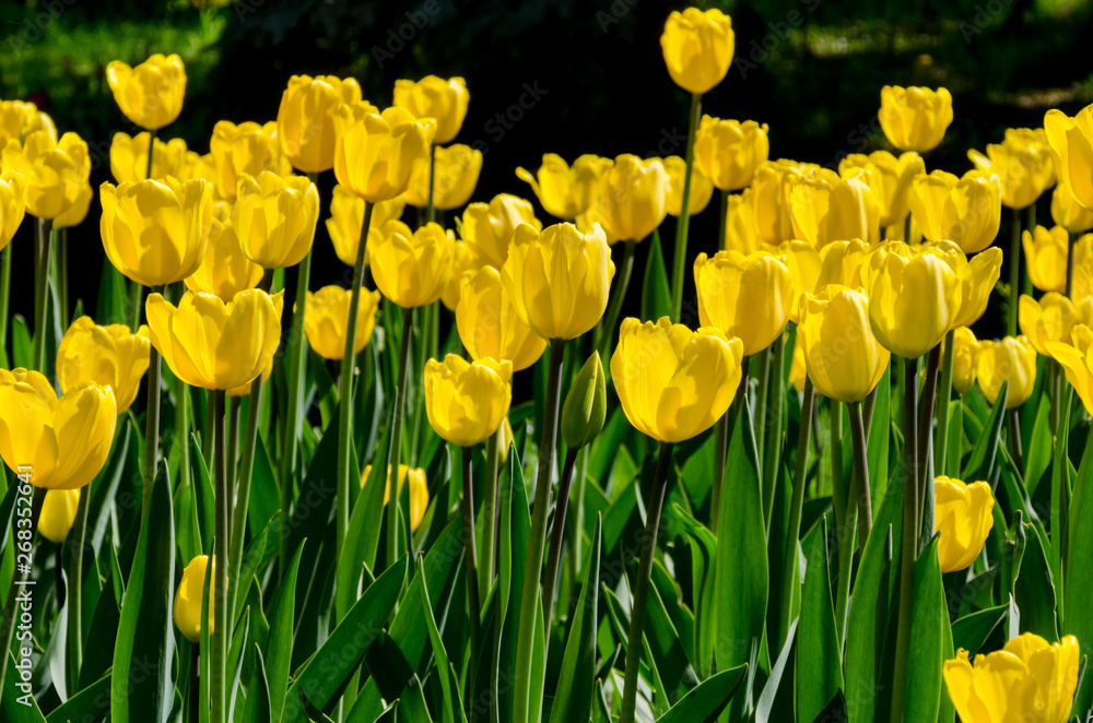 Obraz premium Bright colorful Tulip blossoms in garden. Spring time.