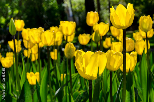 Fototapeta Naklejka Na Ścianę i Meble -  Bright colorful Tulip blossoms in garden. Spring time.