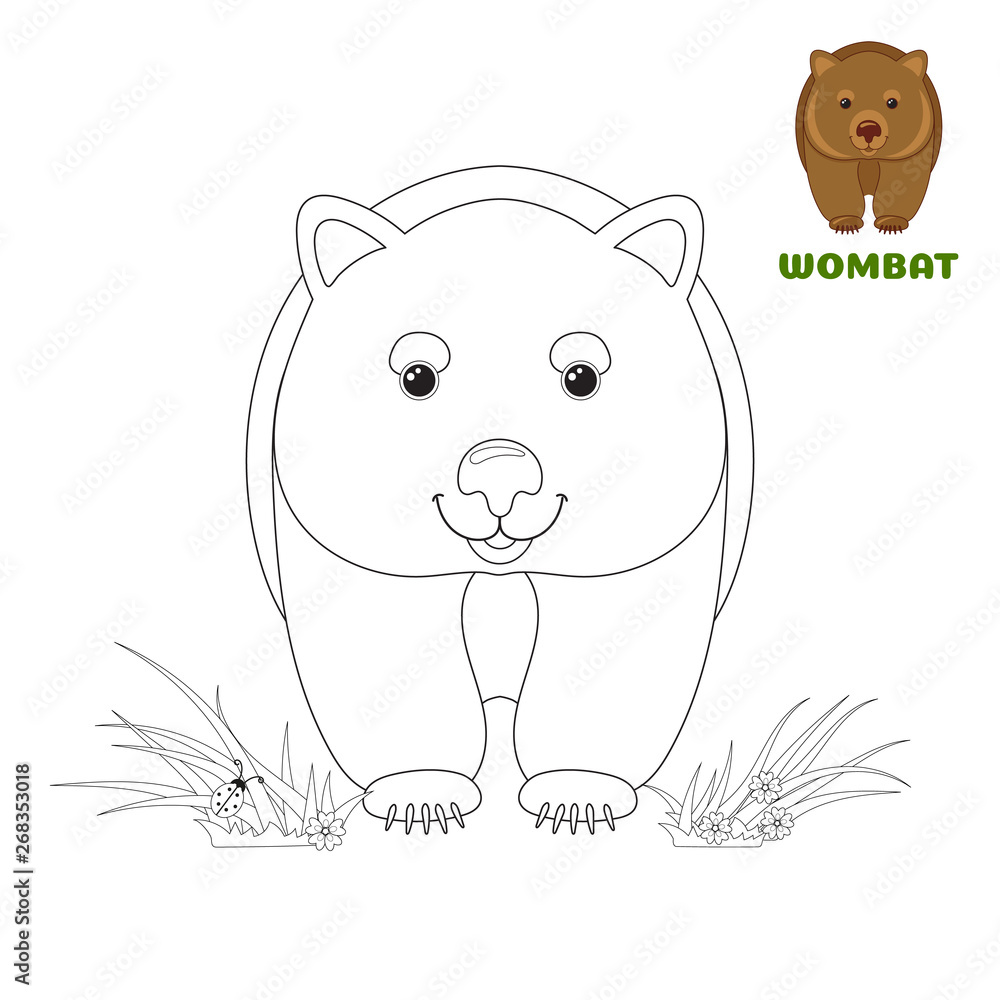 Fototapeta Coloring book page for preschool children with colorful australian Wombat and outlines to color. Vector illustration for kids education and child development. Australian animal.