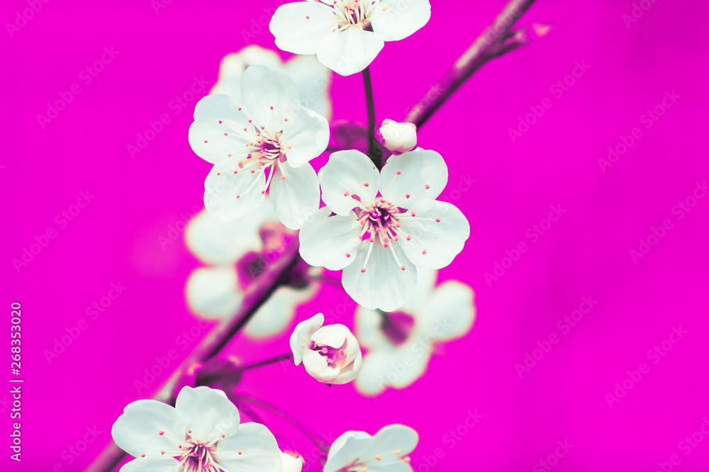 White flowers on a purple background White flowers on a purple background
