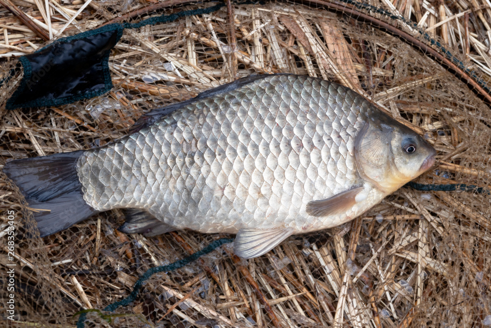 crucian carp in the fisher's net crucian carp in the fisher's net
