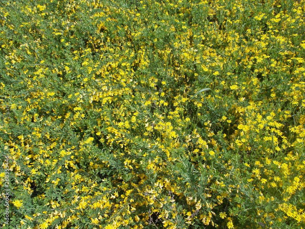 Obraz premium Carpet of yellow flowers