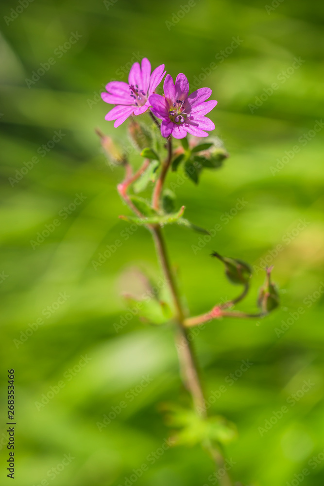 lütenpflanze, Weicher Storchenschnabel, Geranium molle lütenpflanze, Weicher Storchenschnabel, Geranium molle