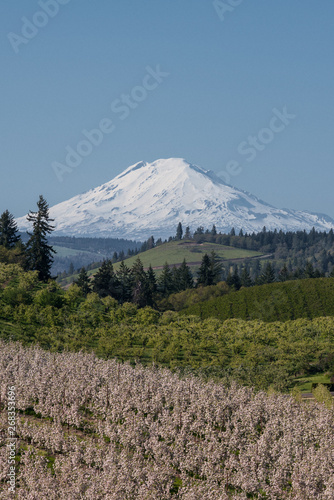 Mt Adams over rolling hills and orchards on a beautiful blue sky afternoon