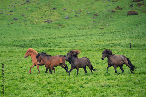 Herd of horses