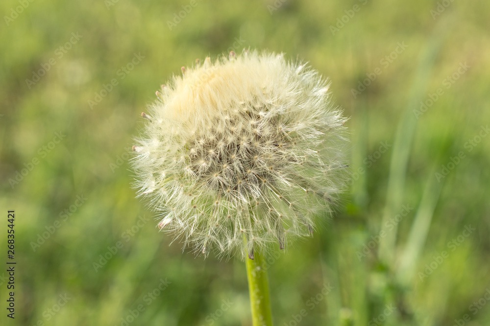 Pusteblume