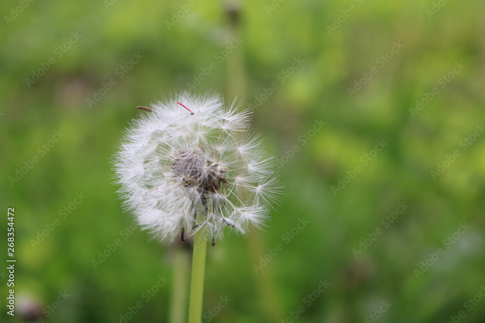Dandelion flower puff in backyard spring garden Dandelion flower puff in backyard spring garden