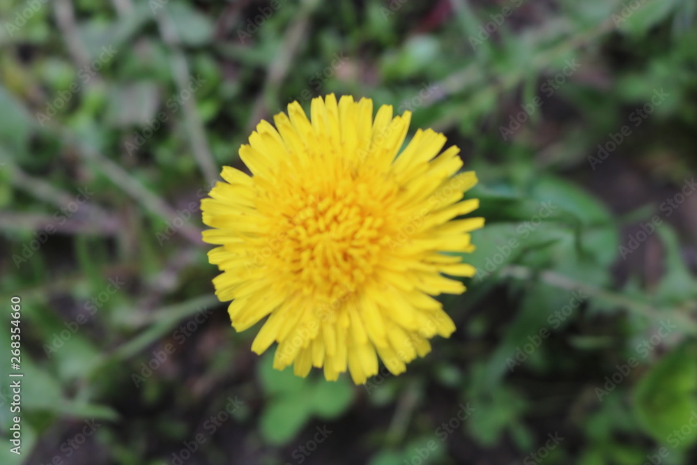 Dandelion flower puff in backyard spring garden Dandelion flower puff in backyard spring garden