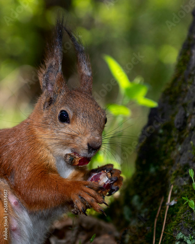 squirrel eating pine cone
