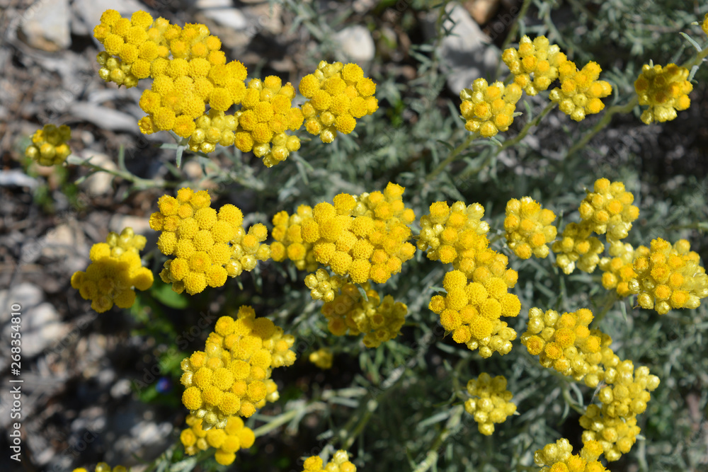 yellow flowers in the garden, Helichrysum italicum yellow flowers in the garden, Helichrysum italicum