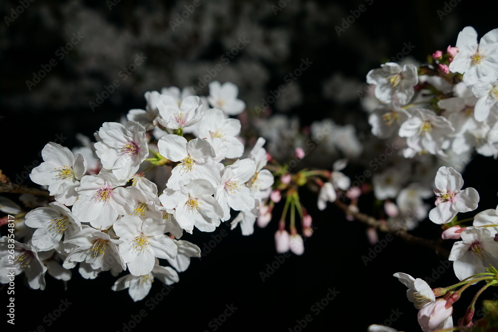 夜桜