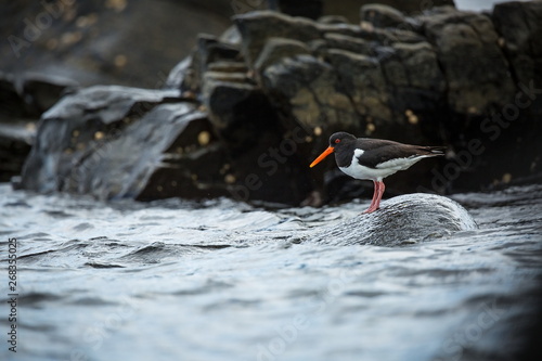 Haematopus ostralegus. Runde Island. Norway's wildlife. Beautiful picture. From the life of birds. Free nature. Runde Island in Norway. Scandinavian wildlife. North of Europe. Picture. Seashore. A won