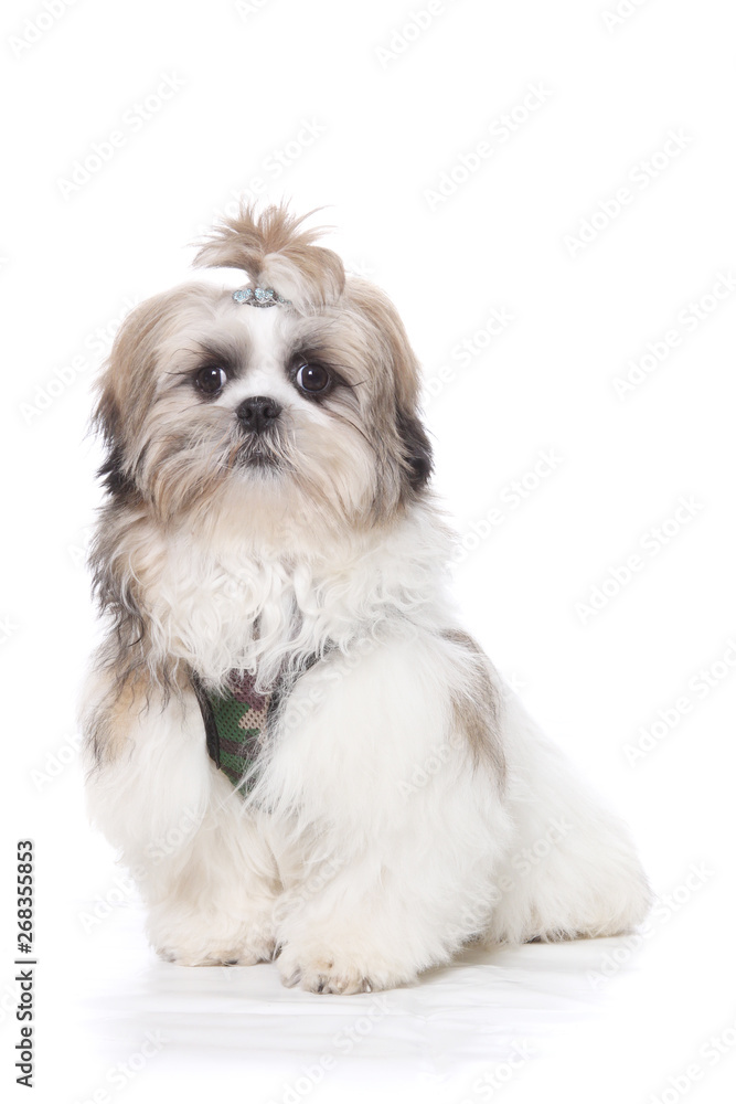 puppy shih tzu puppy shih tzu