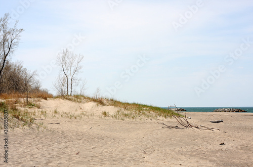 Fototapeta Naklejka Na Ścianę i Meble -  dead tree on the beach near Lake Erie