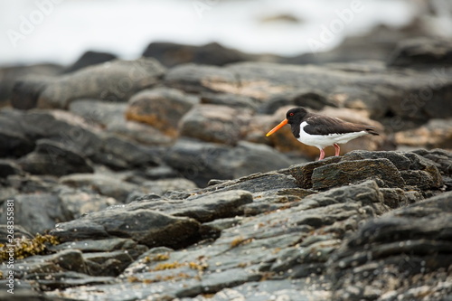 Haematopus ostralegus. Runde Island. Norway's wildlife. Beautiful picture. From the life of birds. Free nature. Runde Island in Norway. Scandinavian wildlife. North of Europe. Picture. Seashore. A won photo