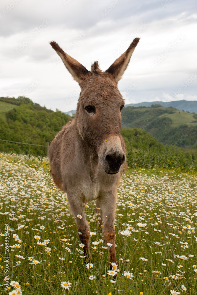 Donkey muzzle very close up: funny animal picture Donkey muzzle very close up: funny animal picture