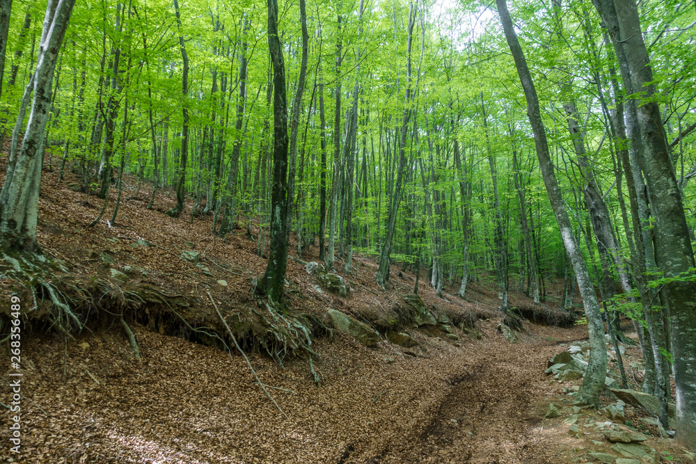 Deep forest with trekking path in Catalunya, Montseny Deep forest with trekking path in Catalunya, Montseny