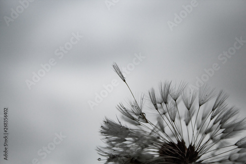 Delicate dandelion with rain droplets; gloomy day, grey sky, moody atmosphere.