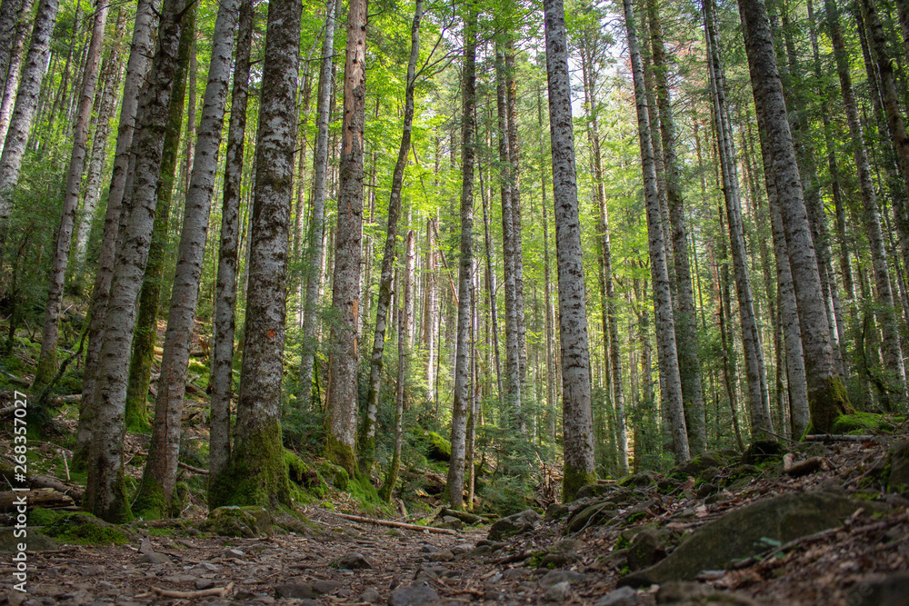 Pyrenees forest with leaves and grass in autumn Pyrenees forest with leaves and grass in autumn